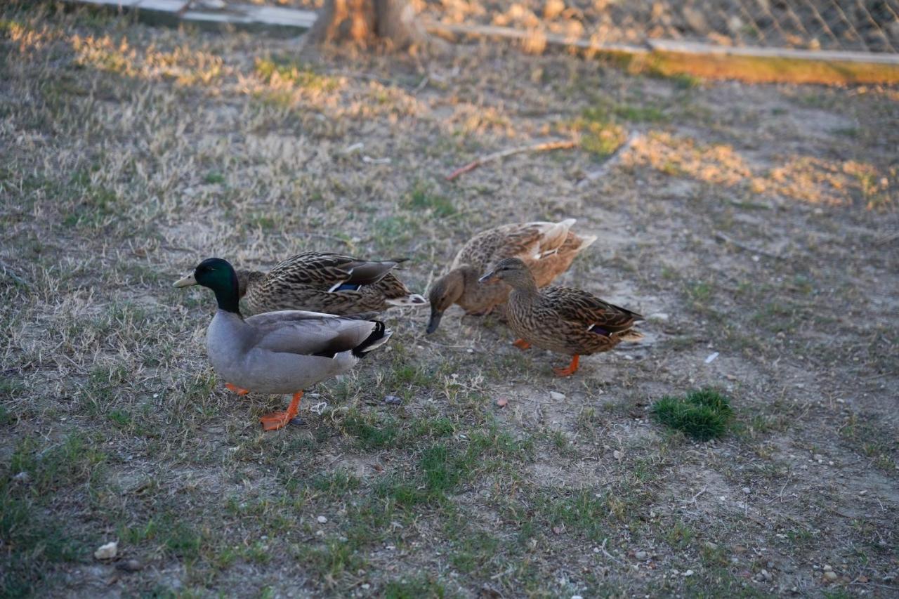 Caseta Montanyana Deltebre Bagian luar foto